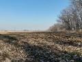 Участок · 25 соток, Ташкентская за 80 млн ₸ в Каскелене — фото 6