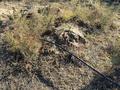 Участок · 8 соток, жилой массив Кайнар Булак 783 за 8 млн ₸ в Шымкенте, Абайский р-н — фото 2