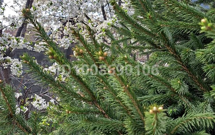 Саяжай · 2 бөлме · 36 м² · 6 жүзд., Центральная 18, бағасы: 13 млн ₸ в Кендале — фото 2