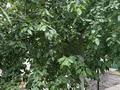 Жеке үй · 5 бөлме · 230 м² · 6 жүзд., Ескі қала, Ойыл 26, бағасы: 55 млн ₸ в Актобе, Старый город — фото 25