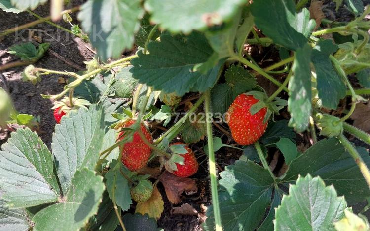 Дача · 2 комнаты · 30 м² · 12 сот., Борки 802 за 3.5 млн 〒 в Петропавловске — фото 13