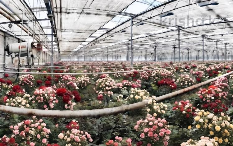 Готовый прибыльный Бизнес: Тепличный комплекс по выращиванию роз! · 11382 м², бағасы: 1.7 млрд ₸ в Алматы, Ауэзовский р-н — фото 5