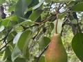 Жеке үй · 4 бөлме · 170 м² · 7.7 жүзд., Қарағайлы ш/а., СТ Монтажник 1, бағасы: 70 млн ₸ в Алматы, Наурызбайский р-н — фото 22
