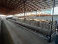 Ауыл шаруашылығы · 3300 м², бағасы: 145 млн ₸ в Касымбек датка — фото 5