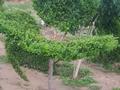 Участок · 12 соток, Между зонами отдыха гаваи и меруерт резорт за 60 млн ₸ в Акши — фото 10