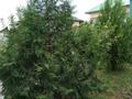 Отдельный дом · 4 комнаты · 135 м² · 6 сот., Жұмбақтас 62 — Школа гимназия 45 за 31 млн ₸ в Байкент — фото 4