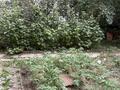 Жеке үй · 5 бөлме · 180 м² · 12 жүзд., Шиелы 2 — Верхняя каскеленская трасса, бағасы: 55 млн ₸ в Каскелене — фото 15