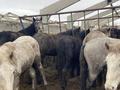 Өнеркәсіптік база · 3000 сотық, Промзона 2, бағасы: 45 млн ₸ в Лисаковске — фото 21