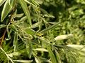 Зона отдыха, рыбное хозяйства 1гектар · 240 м² за 300 млн ₸ в  — фото 5