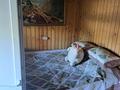 Дача · 1 комната · 18 м² · 6 сот., Алтайский садовод — Целинная за ~ 5.1 млн ₸ в Усть-Каменогорске, Ульбинский — фото 13