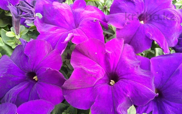 Предварительный приём заказов на 2026, Пригородная 3/2 в Караганде — фото 2