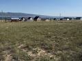Участок · 1 га, Миролюбовка за 12 млн ₸ в Восточно-Казахстанской обл. — фото 3