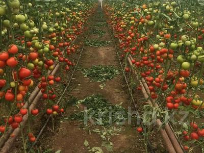 Промбаза · 2 га, Жанартау 1 за 300 млн 〒 в Шымкенте, Каратауский р-н