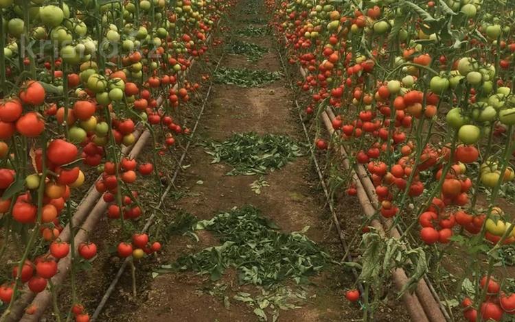 Промбаза · 2 га, Жанартау 1 за 300 млн 〒 в Шымкенте, Каратауский р-н — фото 2