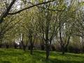 Жер телімі · 40 сотық, Ақсукент, бағасы: 80 млн ₸ в Аксукенте — фото 2