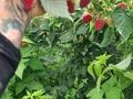 Отдельный дом · 4 комнаты · 135 м² · 15 сот., Момышулы 11 за 63 млн ₸ в Жибек Жолы — фото 29