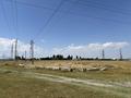 Участок · 16 соток, Костанайская — Ближе нового моста за 12 млн ₸ в Таразе