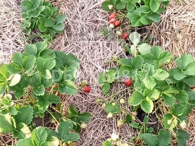 Дача · 1 комната · 11 м² · 8.12 сот., Дачная — Притобольская за 5.5 млн 〒 в Костанае