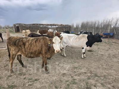 Фазенда малымен сатылады. Басында 20 бас сиыр және малшы отбасы бар. · 200 м² за 17 млн ₸ в Теренозеке