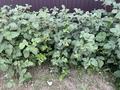 Жеке үй · 4 бөлме · 145 м² · 8 жүзд., Мкр Курылысшы, Акжар 18, бағасы: 51.5 млн ₸ в Кызыл ту-4 — фото 21