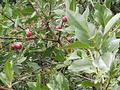 Саяжай · 4 бөлме · 40 м² · 6 жүзд., 6 39 — Родник, бағасы: 2.7 млн ₸ в Усть-Каменогорске, Ахмирово — фото 6