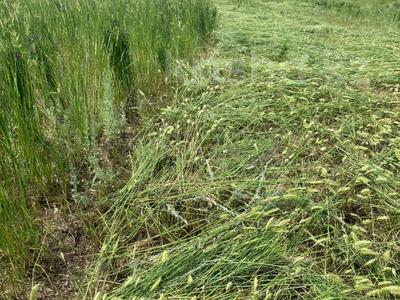 Участок · 50000 га, Ялта — ФЕРМЕРСКОЕ ХОЗЯЙСТВО за 380 млн 〒 в Топаре