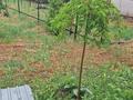 Жеке үй · 4 бөлме · 180 м² · 18 жүзд., С.горное 3, бағасы: 32 млн ₸ в Сарыагаш — фото 2
