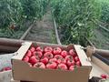 Полностью оборудованное и действующееся тепличный комплекс ! · 6000 м² за 150 млн ₸ в Уральске — фото 2