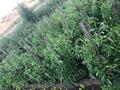 Саяжай · 2 бөлме · 25 м² · 14 жүзд., Зелёная 3 — Плодородие, бағасы: 2 млн ₸ в Темиртау — фото 14