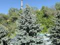 Жеке үй · 6 бөлме · 350 м² · 12 жүзд., Луганского — Аль фараби, бағасы: 750 млн ₸ в Алматы, Медеуский р-н — фото 10