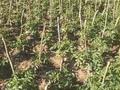 Дача · 1 комната · 30 м² · 25 сот., Баймаханов 49 — Поселок Машат за 30 000 ₸ в Шымкенте — фото 2