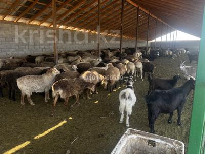 Промбаза · 200 га, Курты 5 за 120 млн ₸ в Акши