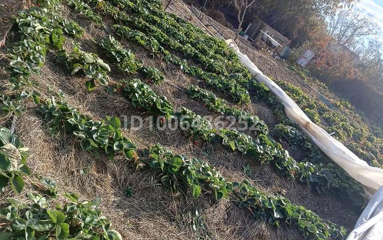 Дача · 3 комнаты · 60 м² · 8 сот., Яблочная 60 — Спутник за 1.5 млн 〒 в Сатпаев — фото 2