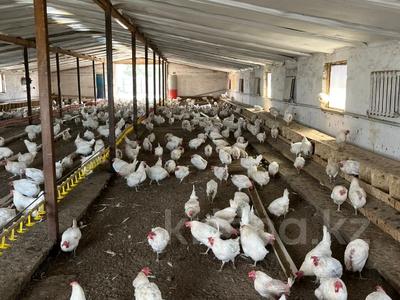 Птицеферма · 300 м² за 21 млн 〒 в Семее