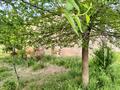 Участок · 8 соток, мкр Бозарык , Ак билек за 16 млн ₸ в Шымкенте, Абайский р-н — фото 4