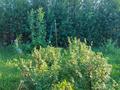 Дача · 2 комнаты · 31 м² · 10 сот., Акимовка (это напротив п.Касыма Кайсенова), без улицы 118 — Магазин Тумар за 5 млн 〒 в Усть-Каменогорске — фото 33