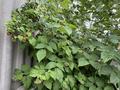 Отдельный дом · 5 комнат · 120 м², мкр Ынтымак, Мкр Ынтымак, Ул.Мусаева 51 51 — Мусаева 51 за 60 млн ₸ в Алатау — фото 17