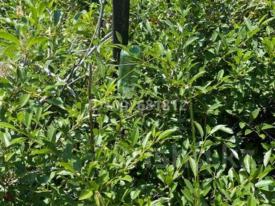 Участок · 11 соток, Усть-Каменогорск за 1 млн 〒