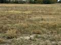 Участок · 6 соток, 14 линия 2 — Коянкус за 14.2 млн ₸ — фото 7