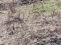 Жер телімі · 12 га, Город Шымкент, Абай ауданы, квартал 292, участок 231 — В районе аэропорт, бағасы: 130 млн ₸ в Абайский р-н — фото 18