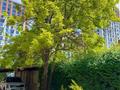 Отдельный дом · 7 комнат · 360 м² · 14 сот., мкр Кайтпас 2, Тулпар элитный городок 20 — Тулеметова Сырым Батыра за 280 млн ₸ в Шымкенте, Абайский р-н — фото 13