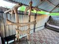Жеке үй · 5 бөлме · 160 м² · 8 жүзд., Каржаубайулы 261г, бағасы: 39.5 млн ₸ в Семее — фото 23