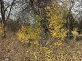 Саяжай · 2 бөлме · 20 м² · 7.52 жүзд., Жилгородок ш/а. — В районе кривого озера, бағасы: 5.2 млн ₸ в Актобе, мкр Жилгородок — фото 9