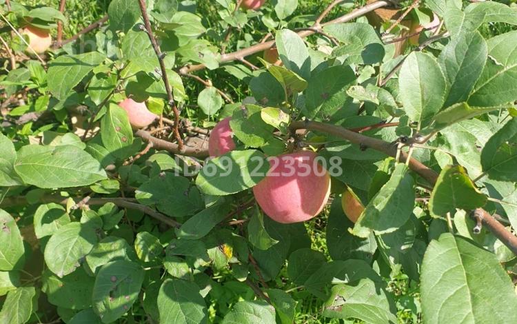 Дача · 3 комнаты · 40 м² · 6 сот., Природа за 4 млн ₸ в Усть-Каменогорске — фото 8