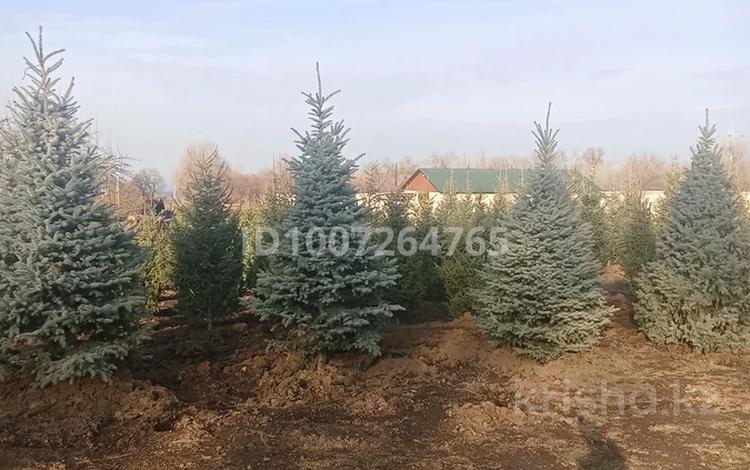 Питомник растений · 10000 м² за 70 млн ₸ в Береке — фото 2