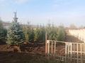 Питомник растений · 10000 м² за 70 млн ₸ в Береке — фото 14
