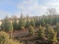 Питомник растений · 10000 м² за 70 млн ₸ в Береке — фото 3