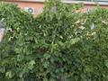 Отдельный дом · 7 комнат · 180 м² · 10 сот., Қалыш Қожаберген 14 — Супермаркет Қазына за 57 млн ₸ в Шу — фото 73