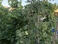 Отдельный дом · 7 комнат · 180 м² · 10 сот., Қалыш Қожаберген 14 — Супермаркет Қазына за 57 млн ₸ в Шу — фото 76