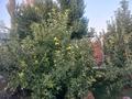 2-бөлмелі пәтер · 40 м² · 1 қабат, Жалпақтөбе ш/а., Солнечный 27 — Дунгановка, бағасы: 15 млн ₸ в Таразе, мкр Жалпак-Тобе — фото 5
